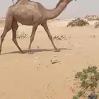 للبيع بكره باتليه