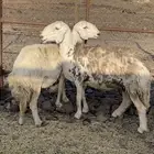 ضان دفع
