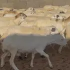رخال رفيد هجين على حري محصنه