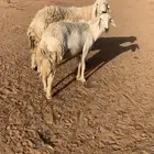 فحل حري مشروط