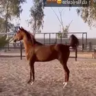 مطلوب فورد F250