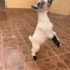 ماعز قزم ماكس