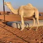 بكر ملاقي بتلد