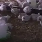 دجاج لاحم