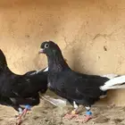 قطايف (قلابي)
