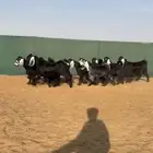 جفرات عوارض تم البيع