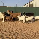 ماعز مواليد ودفيع