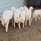 طليان