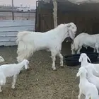 تيس فحل مشروك وتوه طالعه ثنيته مشروط صحه وضراب