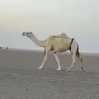 للبيع ضروبه ناقه دوبها شاق