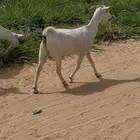 معزا بيشيه فاخره دفيع