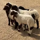 بهم نعيم وشاه رفيديه متاومه