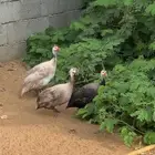حجل او دجاج حبشي