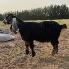 عنز حواء صنف دافع