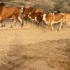 بقر مقاني
