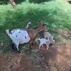 عنز قزميه تشيكيه معها جفرتين