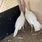 زوج رومي منتج
