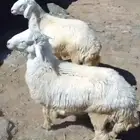 طليان العدد 2 العمر 6 اشهر