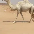 للبيع باكير ضرائب