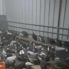 للبيع دجاج حبشي