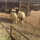 رخال نعيميات تم البيع خارج الموقع الله يبارك لراعيها تم البي