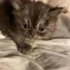 قطط