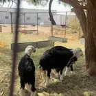 رخال نجد طيبات للبيع