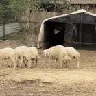 مشاريع فحول