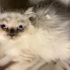 قطط