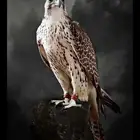 شاعر أبيه قصايد