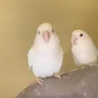 جوز روز البينو اليف منتج