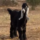 مشروع فحل كفو