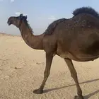 لقحه مجهم علي جميع الشروط