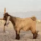 للبيع تيس اصفر عارضي نادر