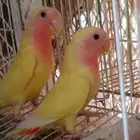 طيورروزللبيع