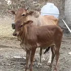 بقره دافع وبنتها كبيره بقره ثنيه ناتج