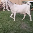 عنز مطوره خصم