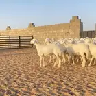 رخال حريات صنف مراح العدد 55