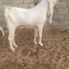 فحل تيس مطور ابيض ابرص