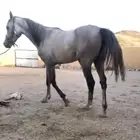 للبيع حصان
