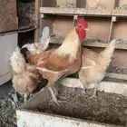 دجاج لهمان
