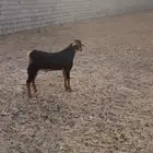 تيس بلدي