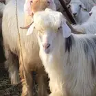 ماعز عماني رحبي