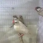 (تم البيع) للبيع جوز جاوا مع فروخا