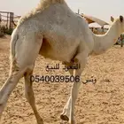 قعود للبيع