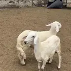 خروف ورخله شرط