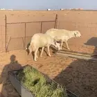غنم قرح الشحم من الوسط وفوق