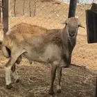 فحل للبيع  سداس  خالي من العيوب سومتكم