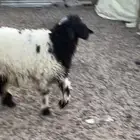 ذبايح للبيع