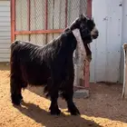 عارضيات صنف دفيع